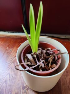 Image of emerging shoots of an amaryllis bulb in white pot.